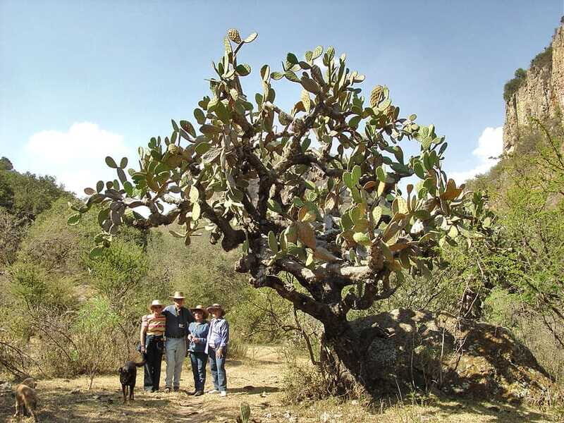 From San Miguel de Allende: Hiking in the Canyon with Lunch - Who This Tour Suits Best (And Who Should Skip It)