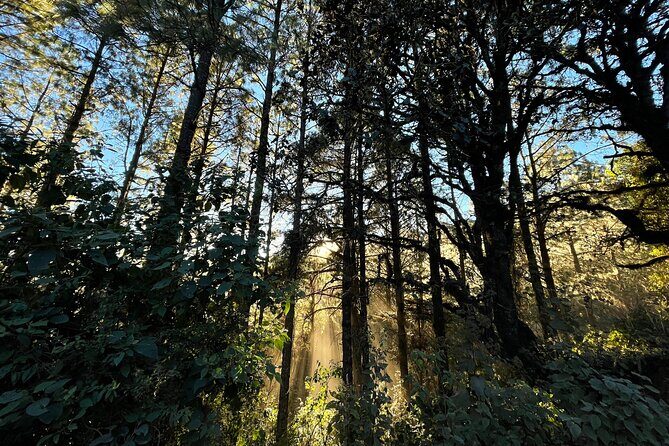 Hiking in the Sierra Norte of Oaxaca - Pine-oak forest hiking at 2,800–3,100 meters: microclimates are the point