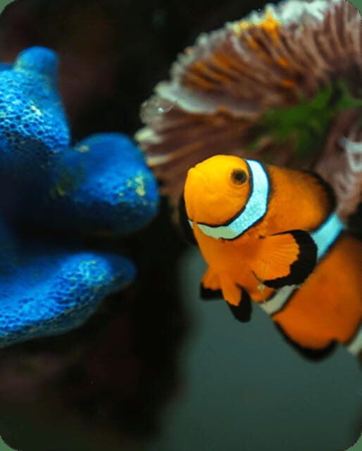 Mexico City: Fast Pass Ticket to Acuarium Inbursa - What you’ll see: the aquarium lineup in plain terms