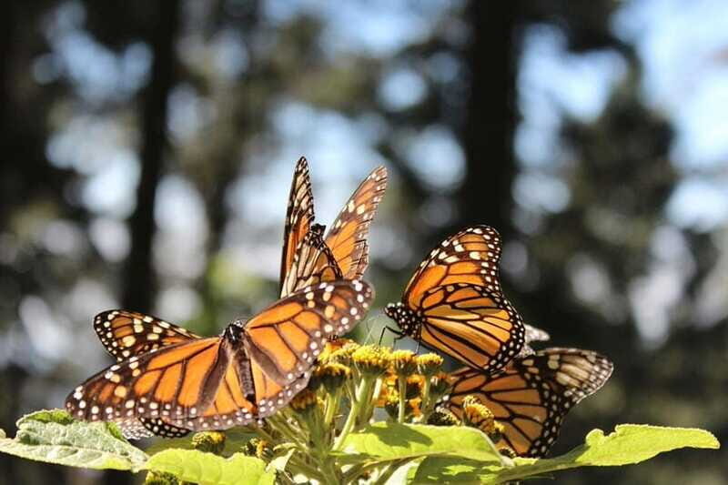 Mexico City: Monarch Butterflies, Sierra Chincua & Angangueo - Angangueo Walk: Cobblestones, Alpine Views, and Monarch-Linked Culture