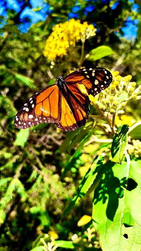 Mexico City: Monarch Butterfly Sanctuary Day Tour - The real draw: monarchs in Sierra Chincua, not just a sign on a road