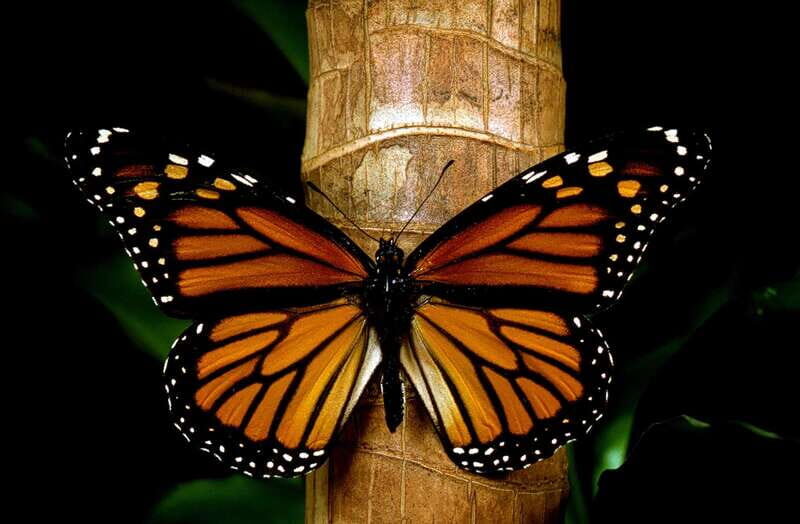Monarch Butterfly Sanctuary Tour from Mexico City - Valle de Bravo: mission church, town wandering, and views that slow you down