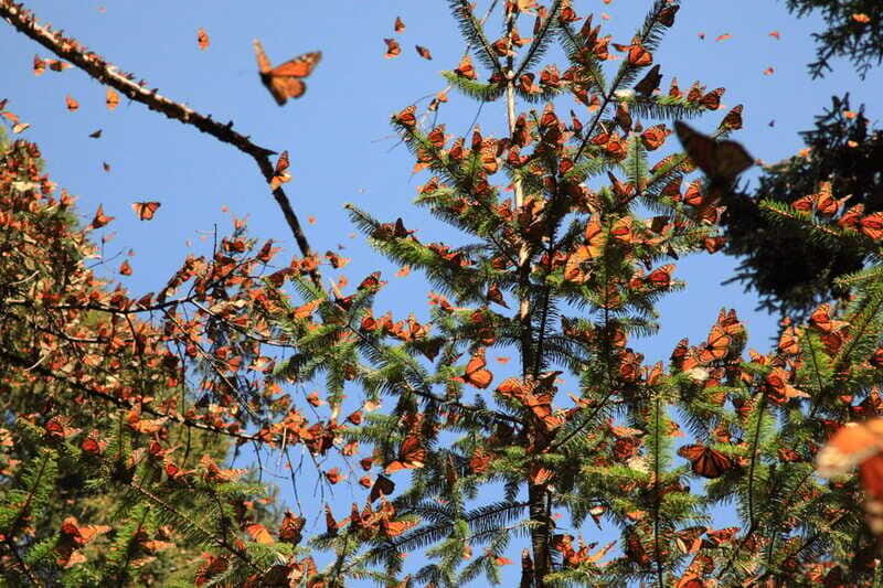 Monarch Butterfly Sanctuary Tour from Mexico City - Timing and route pacing: the long day reality