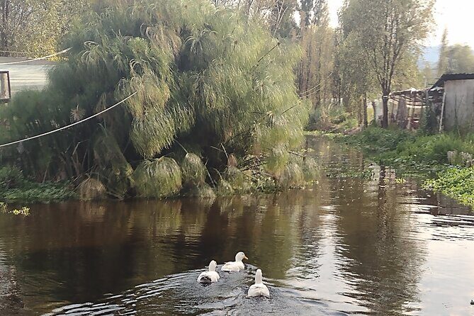 Pre-Hispanic Xochimilco, local food included and ajolotario. - Cuahilama Hill: Glyphs, Steps, and City Views