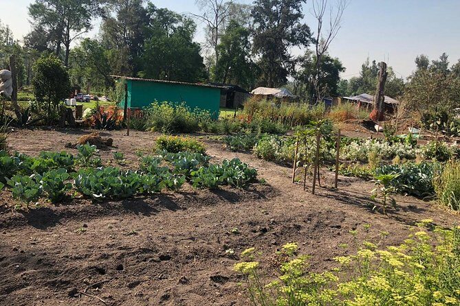 Private Tour: Xochimilco, Coyoacan and Frida Kahlo Museum - Who this tour suits best (and who should adjust expectations)
