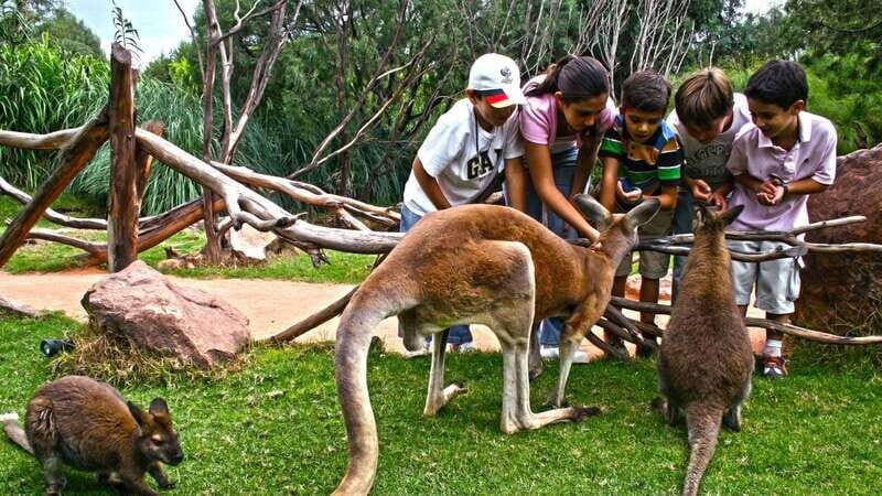 Puebla Africam Safari Park, Live an Unforgettable Adventure! - Why Africam Safari Puebla feels like a real safari